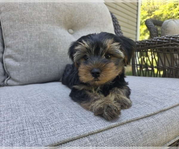 Medium Photo #20 Yorkshire Terrier Puppy For Sale in RHOADESVILLE, VA, USA