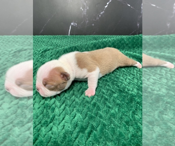 Medium Photo #51 Boston Terrier Puppy For Sale in TULARE, CA, USA