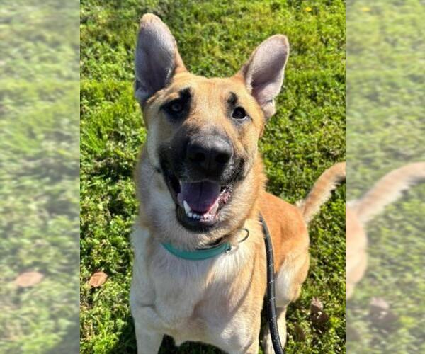 Medium Photo #2 German Shepherd Dog Puppy For Sale in Woodland, CA, USA