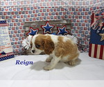 Small #9 Cavalier King Charles Spaniel