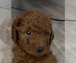 Small #5 Golden Retriever-Poodle (Toy) Mix
