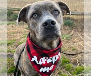 American Pit Bull Terrier-Unknown Mix Dogs for adoption in Virginia Beach, VA, USA