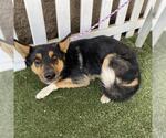 Small German Shepherd Dog Mix