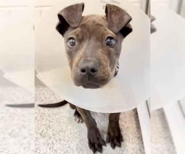 Medium Photo #2 Mutt Puppy For Sale in Houston, TX, USA