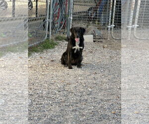 Australian Shepherd-Unknown Mix Dogs for adoption in Stover, MO, USA