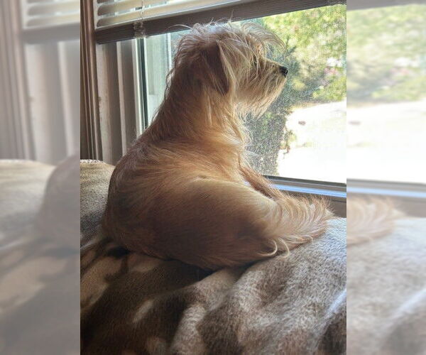 Medium Photo #3 Cairn Terrier-Unknown Mix Puppy For Sale in Wheaton, IL, USA