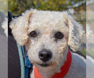 Bichon Frise-Unknown Mix Dogs for adoption in Huntley, IL, USA