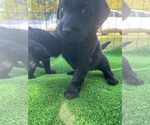 Small #9 Labradoodle