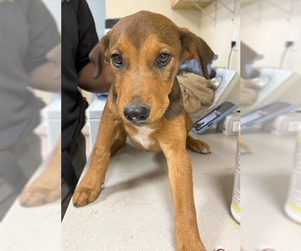 Medium Photo #1 Mutt Puppy For Sale in Woodbury, NY, USA