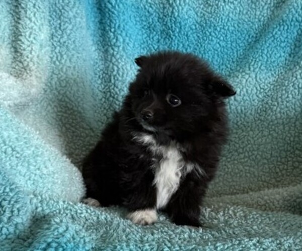 Medium Photo #2 Pomeranian Puppy For Sale in CURTISS, WI, USA