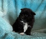 Small #1 Pomeranian