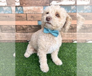 Poodle (Miniature)-Unknown Mix Dogs for adoption in Corona, CA, USA