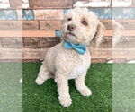 Small Poodle (Miniature) Mix
