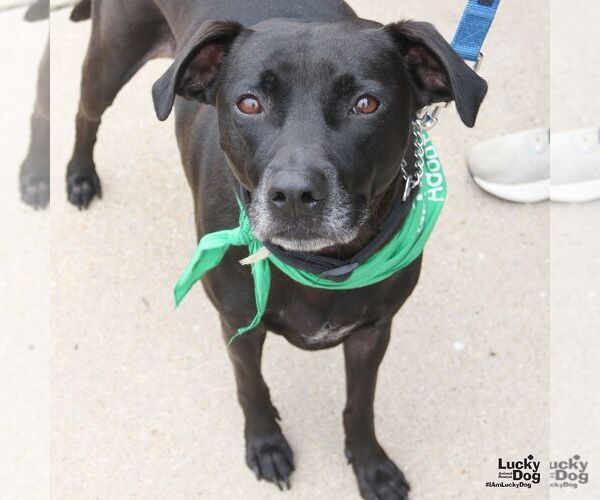 Medium Photo #2 Labrador Retriever-Unknown Mix Puppy For Sale in Washington, DC, USA