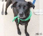 Small #1 Labrador Retriever Mix