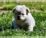 Small #11 French Bulldog