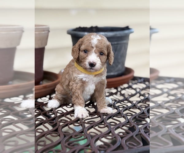 Medium Photo #6 Goldendoodle (Miniature) Puppy For Sale in SAINT MARYS, KS, USA