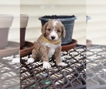 Small #5 Goldendoodle (Miniature)
