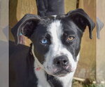 Small #1 Border Collie Mix