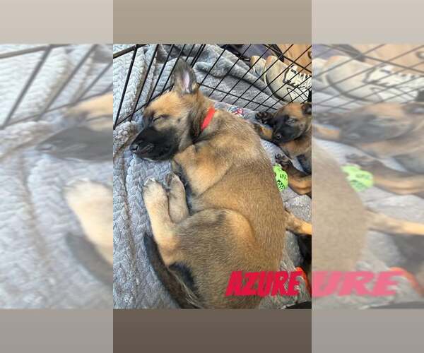 Medium Photo #4 Mutt Puppy For Sale in Imlay City, MI, USA