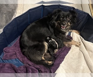 Mother of the Miniature Australian Shepherd puppies born on 11/07/2025