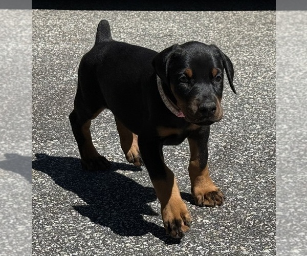 Medium Photo #18 Doberman Pinscher Puppy For Sale in NEWTON, NC, USA