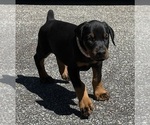 Small #17 Doberman Pinscher