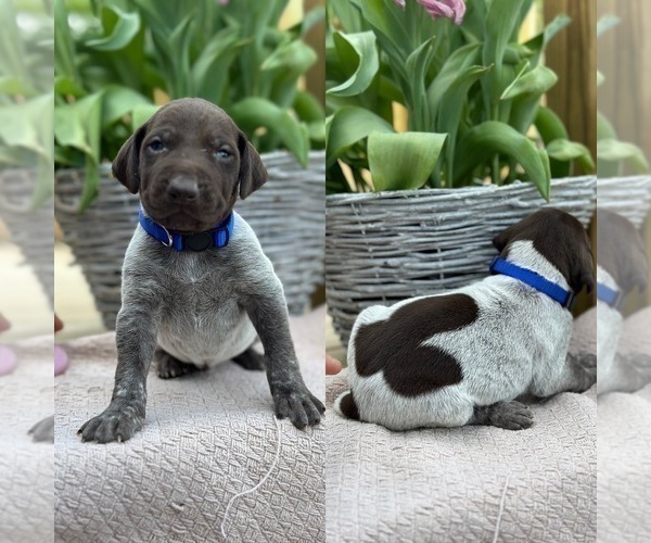 Medium Photo #2 German Shorthaired Pointer Puppy For Sale in CANDOR, NC, USA