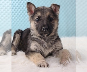 German Shepherd Dog Puppy for sale in WARREN, MA, USA