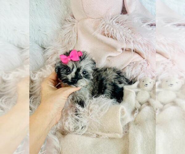 Medium Photo #1 Pomapoo (Toy) Puppy For Sale in MIAMI, FL, USA