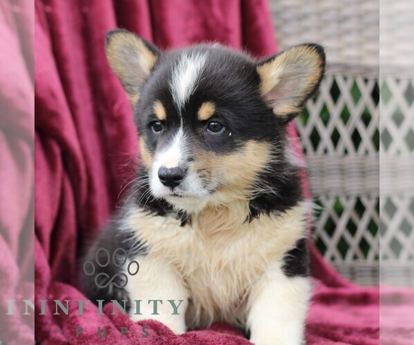 Medium Photo #3 Pembroke Welsh Corgi Puppy For Sale in LANDISBURG, PA, USA