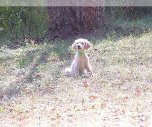 Golden Retriever Puppy for sale in CROSSVILLE, TN, USA