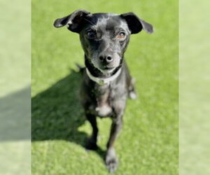 Dachshund Dogs for adoption in Salinas, CA, USA