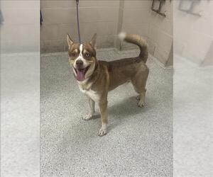 Akita-Unknown Mix Dogs for adoption in Conroe, TX, USA