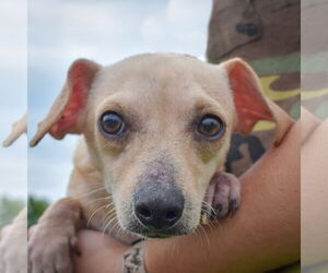 Chiweenie Dogs for adoption in Huntley, IL, USA