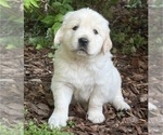 Puppy Norman English Cream Golden Retriever