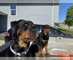 Small Photo #3 Rottweiler Puppy For Sale in NORMAL, IL, USA