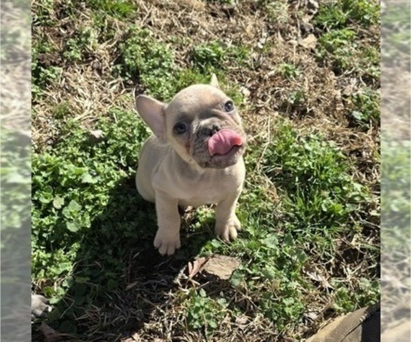 Medium Photo #1 French Bulldog Puppy For Sale in GREENEVILLE, TN, USA