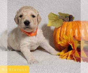 Goldendoodle Puppy for sale in AIKEN, SC, USA