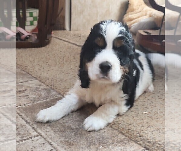 Medium Photo #4 English Springer Spaniel Puppy For Sale in GLEN SAINT MARY, FL, USA