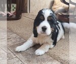 Small #3 English Springer Spaniel