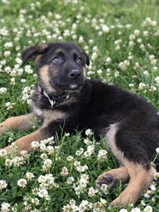 German Shepherd Dog Puppy for sale in WEST NEW YORK, NJ, USA