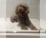 Small #1 Poodle (Standard) Mix