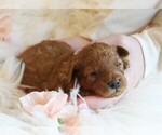 Puppy Poppy Poodle (Toy)