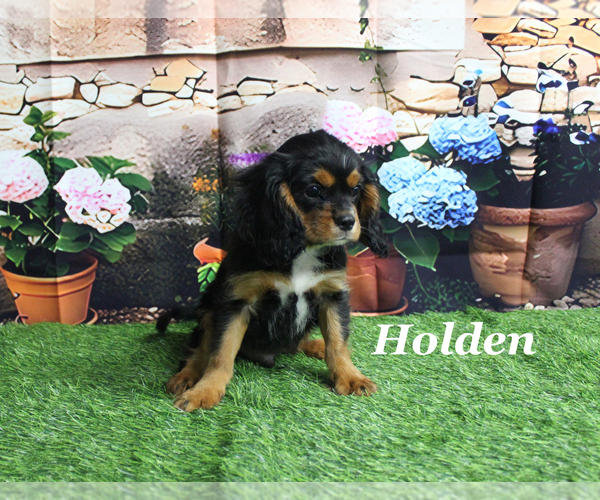 Medium Photo #2 Cavalier King Charles Spaniel Puppy For Sale in CHANUTE, KS, USA