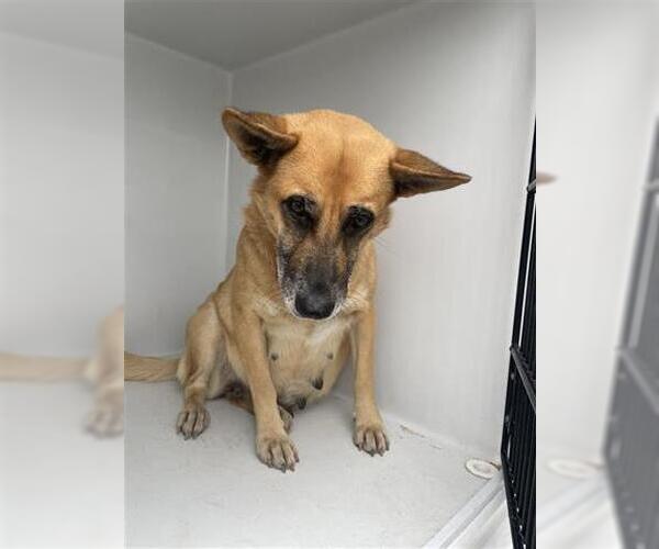 Medium Photo #1 German Shepherd Dog Puppy For Sale in Houston, TX, USA