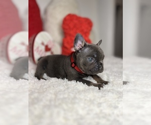 French Bulldog Puppy for sale in STOCKBRIDGE, GA, USA