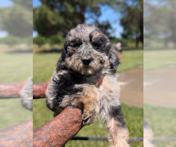 Medium Photo #10 Bernedoodle-Golden Mountain Dog Mix Puppy For Sale in DAVIS, CA, USA