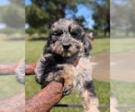 Small Photo #10 Bernedoodle-Golden Mountain Dog Mix Puppy For Sale in DAVIS, CA, USA