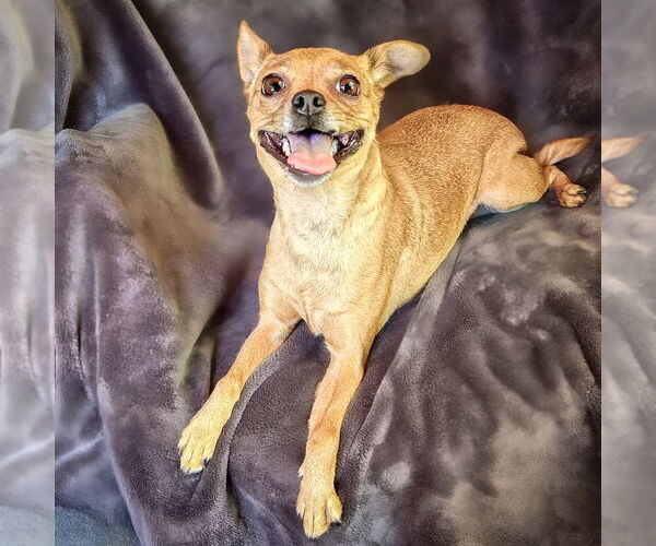 Medium Photo #3 Chihuahua Puppy For Sale in Albuquerque, NM, USA